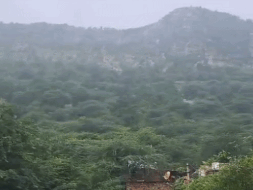 किसानों की चिंता बढ़ी, अब तक 4 प्रतिशत कम बरसात; जानिए इस सप्ताह कैसा रहेगा मौसम|अलवर,Alwar - Dainik Bhaskar