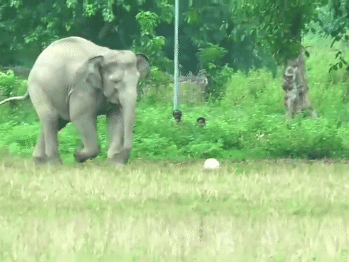 The children tried to drive the elephant away but failed.
