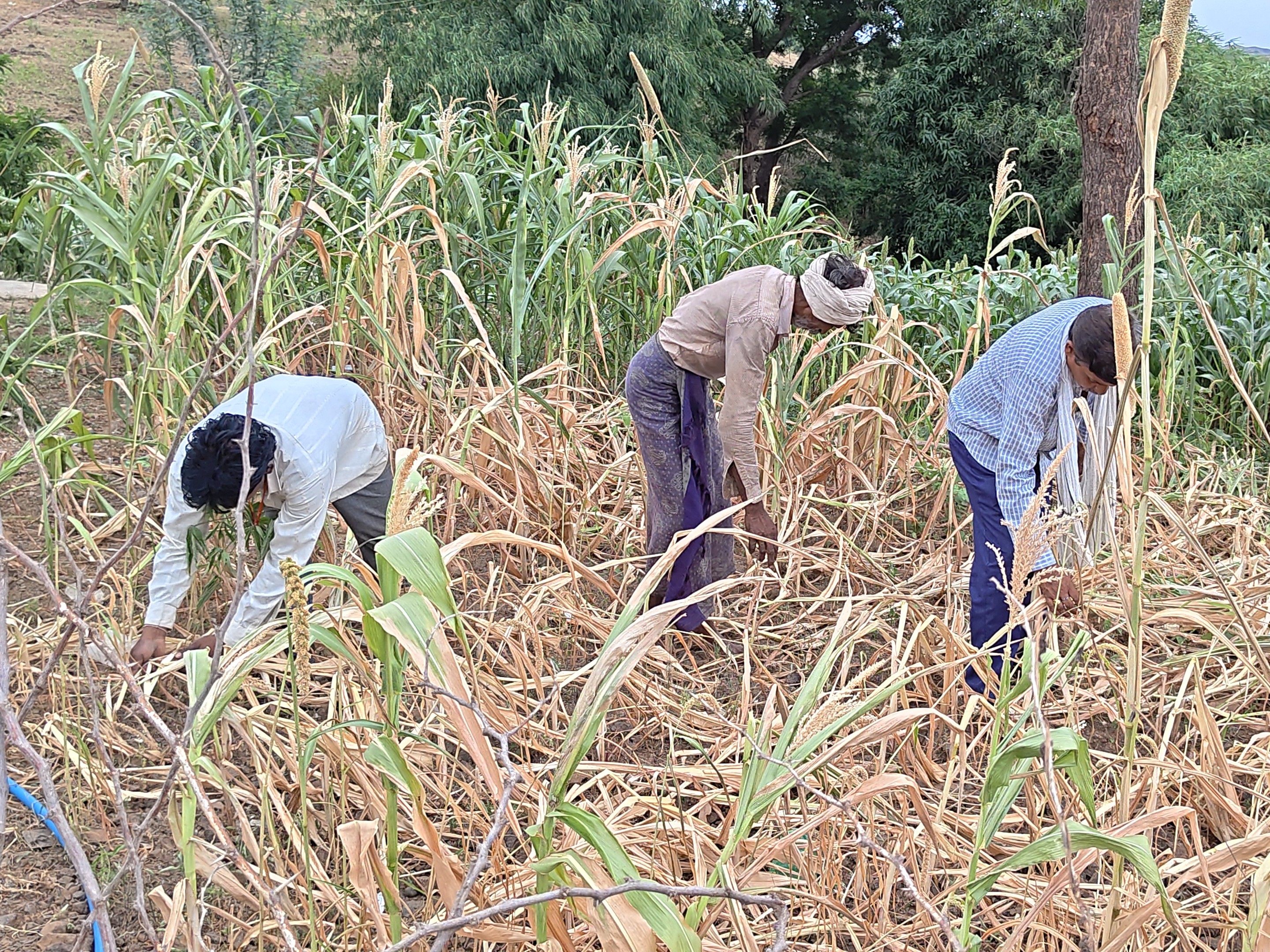 Barwani Farmers Migration | Drought & Job Crisis in MP Villages