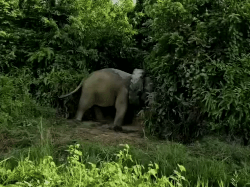 A tractor tyre had become stuck around the elephant's neck.