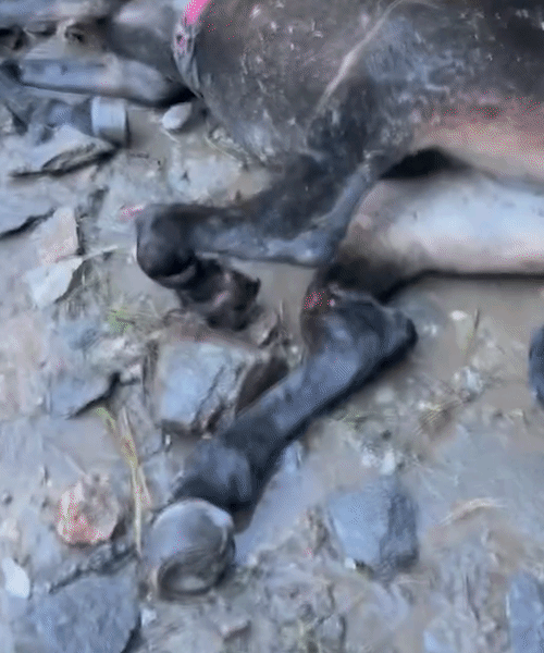 केदारनाथ यात्रा मार्ग पर रास्ते में जगह-जगह घोड़े-खच्चरों के शव पड़े हुए हैं।