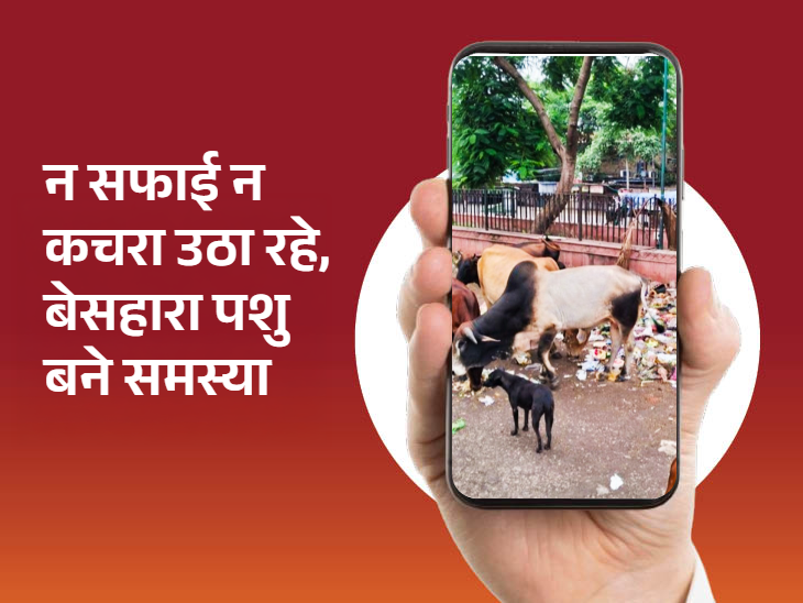 खुले में पड़े कचरे में बेसहारा पशु दिनभर मुंह मारते हैं।