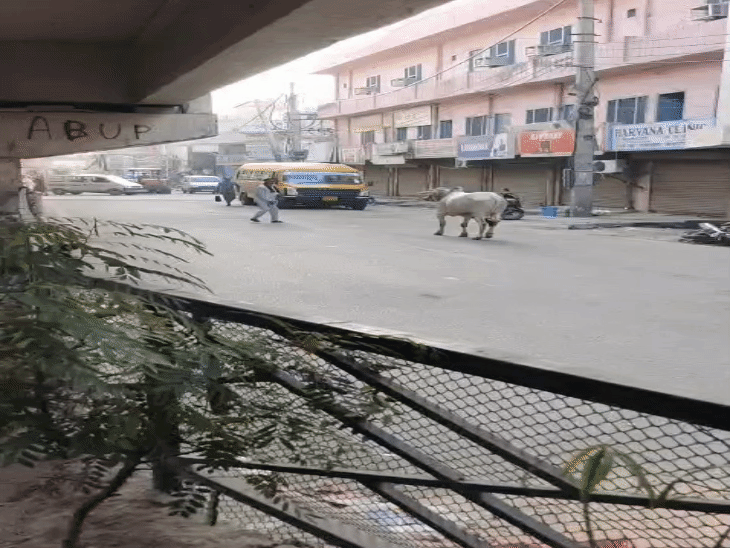 The bull caused chaos in the market for a long time. People were seen running in different directions to escape.