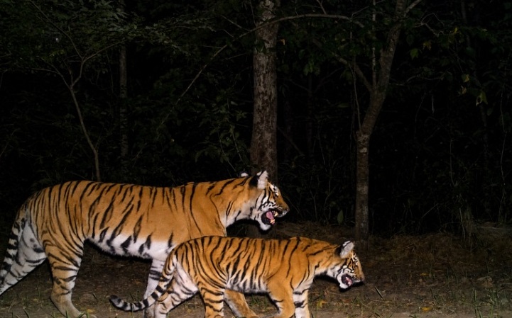 वर्ल्ड वाइल्ड लाइफ फंड एंड ग्लोबल टाइगर फोरम के मुताबिक, दुनिया के 70 फीसदी बाघ भारत में ही रहते हैं। फोटो क्रेडिट-VTR.