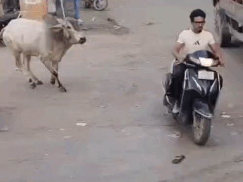 A bull began chasing a scooter rider in the middle of the road. The scooter rider sped up to escape. The bull continued running behind him for nearly one kilometre.