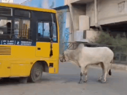 The bull attacked the driver's side of the school bus. The impact was so powerful that the bull was thrown about 5 feet backwards. The driver drove the bus away to escape.