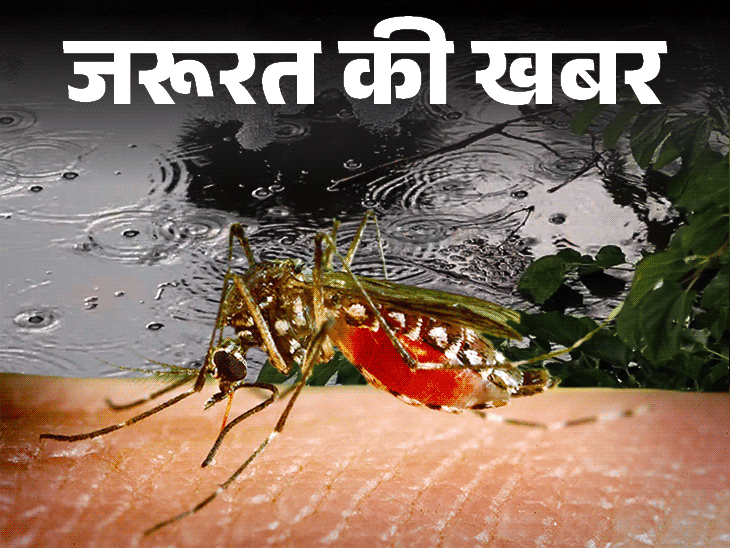 सितंबर के 14 दिन में 76 नए मरीज मिले, कुल संख्या 243 पहुंची; अगस्त तक थे 167 केस|पटना,Patna - Dainik Bhaskar