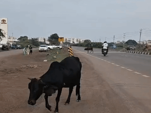 हादसों की वजह सड़कों पर घूमते मवेशी भी बड़ी वजह बन रहे हैं।
