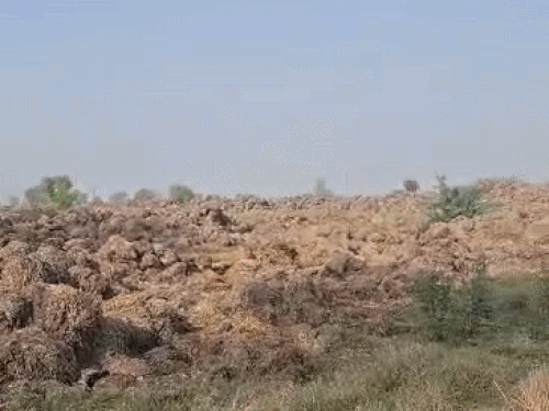 किसान के खेत मं लगे पराली की गांठ के ढेर।