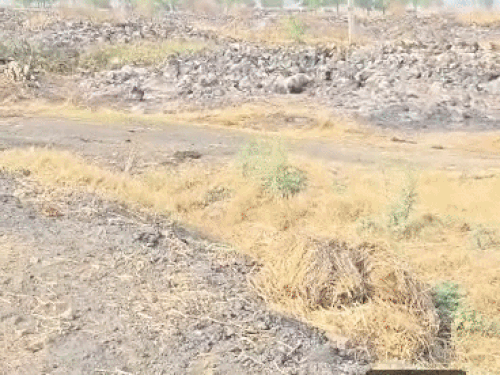 पराली की गांठ जलने से खेतों में लगे राख के ढे़र।