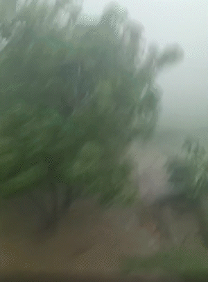 उत्तर प्रदेश के बरेली में गुरुवार को धूलभरी आंधी चली। करीब 50 की रफ्तार से चली हवाओं से कई पेड़ उखड़ गए। फिर भारी बारिश हुई।