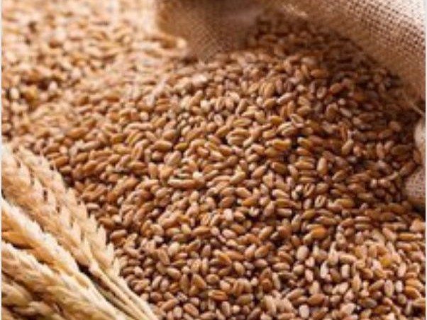40 KG का बैग ₹1080 में मिलेगा; सरकार देगी ₹1,695 प्रति क्विंटल की छूट|हिसार,Hisar - Dainik Bhaskar