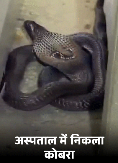 बाराबंकी के रामसनेही घाट में सरकारी अस्पताल की ओपीडी में कोबरा सांप निकलने से हड़कंप मच गया। काफी मशक्कत के बाद उसे रेस्क्यू कर जंगल में छोड़ दिया गया।