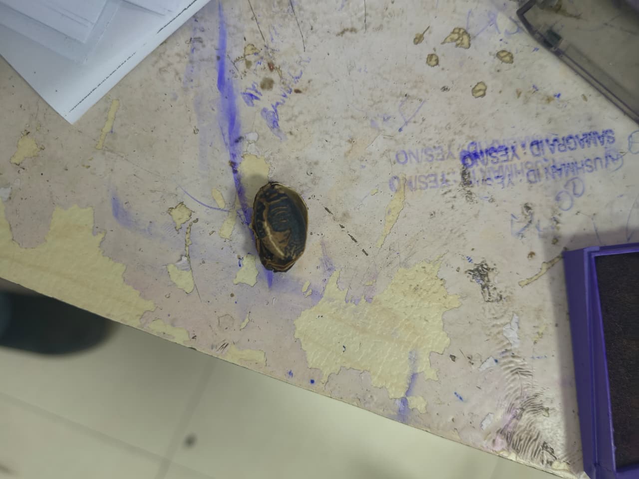 ये है वह रतनजोत का बीज जो बच्चों ने खाया था।