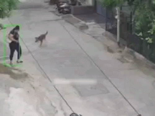 कुत्ता युवती के पीछे दौड़कर आया और उसका पैर पकड़ लिया। तभी युवती गली में गिर गई।