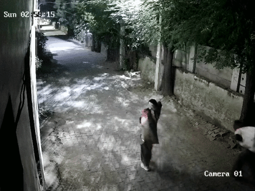 आरोपी बोरियों में सामान भरकर ले जाते हुए।