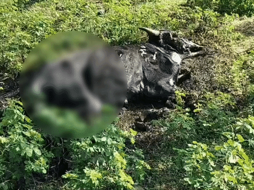 कुछ गायों के तो सिर्फ कंकाल मिले हैं।