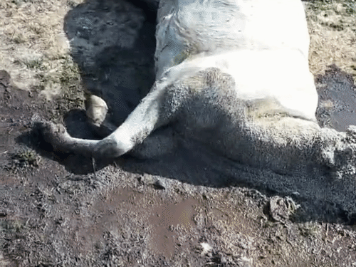 गौठान के अंदर गायों के शव पड़े हुए मिले।