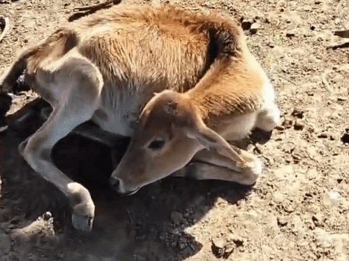 गौठान में बछड़ा भूख-प्यास से तड़पता मिला।