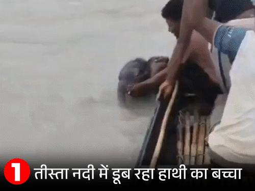 Jalpaiguri: Fishermen Rescue Baby Elephant from Teesta River Jalpaiguri: Fishermen Rescue Baby Elephant from Teesta River