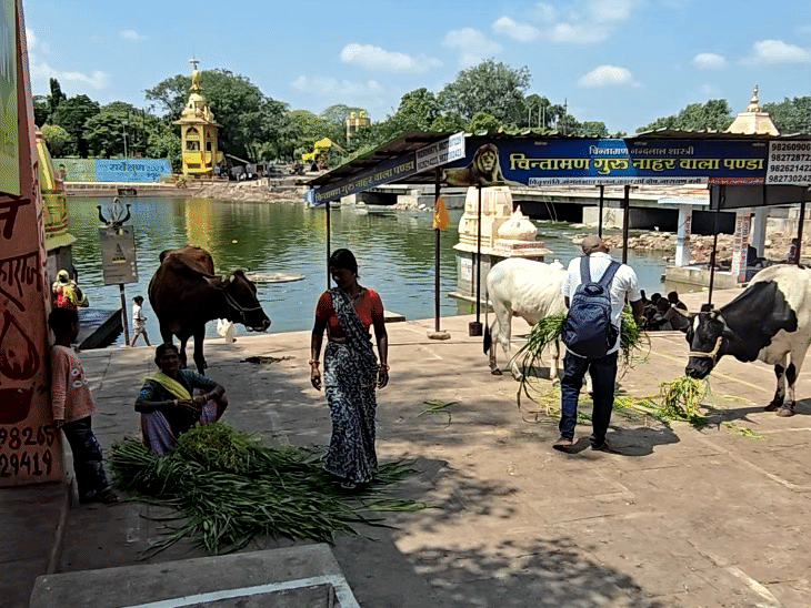 उज्जैन में घाट पर तर्पण के दौरान गाय को घास खिलाया जाता है।