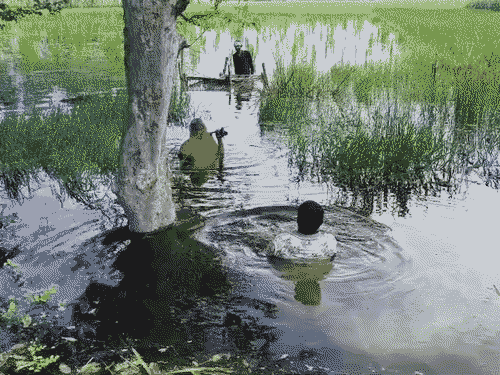 उत्तर प्रदेश के सीतापुर में चौका नदी का जलस्तर बढ़ने से खेतों में पानी भर गया। किसान धान की पकी फसल को बचाने में लगे हैं।