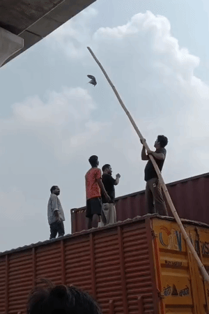 फड़फड़ाते कबूतर को बचाने का प्रयास करते राहगीर। सभी लोग ट्रक पर चढ़े हुए हैं।