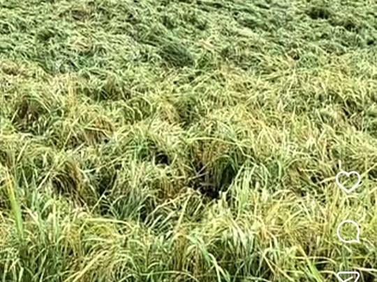 Destroy Crops Iglas Rain Damage: Paddy Crops Destroyed in Villages | Weather Alert