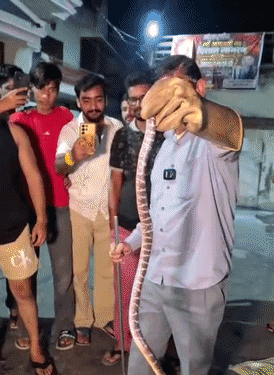कॉमन क्रेट प्रजाति के सांप को पकड़े हुए स्नेकमैन सतीश फफड़ाना।
