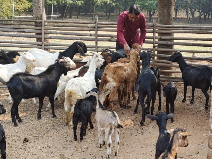 खुर्शीद सालभर में करीब 20 बकरे और खस्सी तैयार कर बेचते हैं, जिससे लगभग 2 लाख रुपए की आमदनी होती है।