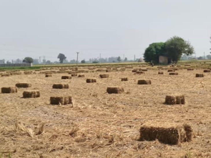 खेतों में बनाए जा रहे पराली के गट्‌ठे।