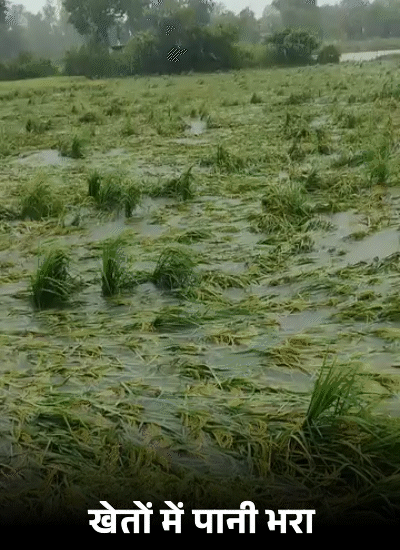 लखनऊ के बख्शी के तालाब इलाके के गांवों में फसलों को काफी नुकसान हुआ। खेतों में पानी भरा है। फसलें गिरकर डूब गई हैं।