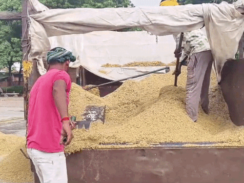 खरीद-लिफ्टिंग पर संकट, नमी से आढ़ती-किसान दोनों परेशान; सुखाने की जगह नहीं|पानीपत,Panipat - Dainik Bhaskar