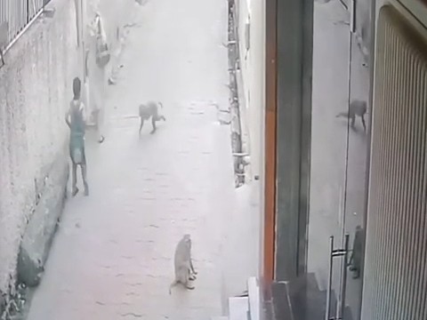 मथुरा वृंदावन नगर निगम क्षेत्र के वार्ड संख्या 41 धोली प्याऊ क्षेत्र में बंदरों के आतंक से स्थानीय बाशिंदों में भय का माहौल बना हुआ है।