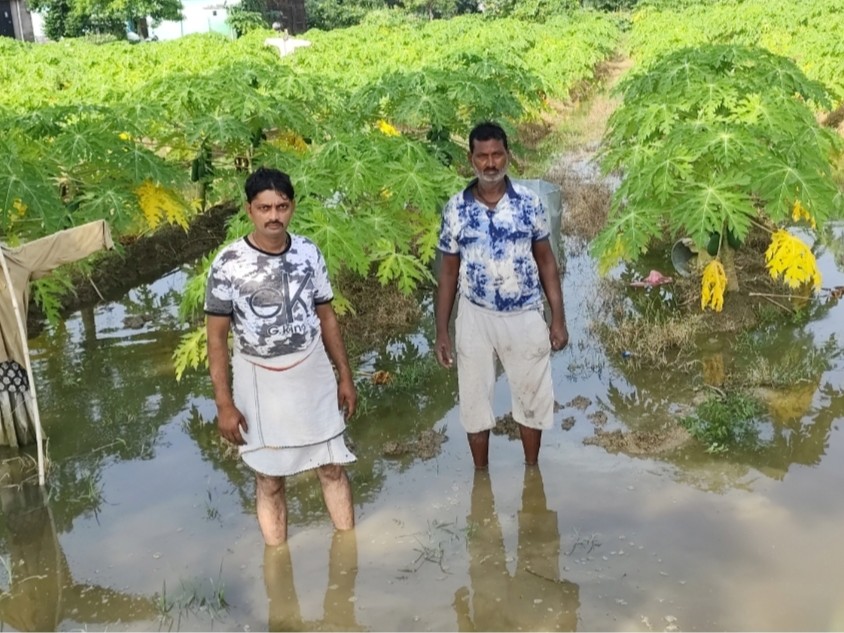 Destroy Crops Konch Jalaun Farmer Papaya Crop Destroyed | Death Threat Complaint