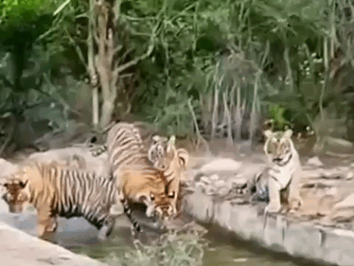 तीन महीने बाद शुरू होगी जंगल सफारी, टूरिस्ट का मेन गेट पर होगा स्वागत|अलवर,Alwar - Dainik Bhaskar