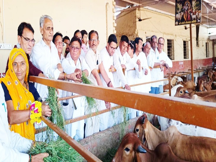 जिला मुख्यालय पर गांधी गौशाला में हरा चारा और गुड़ खिलाते कांग्रेस कार्यकर्ता
