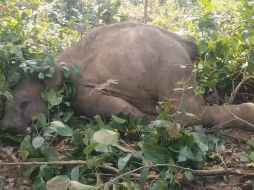 बिजली तार की चपेट में आने से हाथी शावक की मौत हो गई।