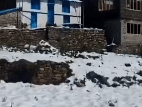 उत्तराखंड के पिथौरागढ़ में हो रही बर्फबारी से सब्जियों और जड़ी-बूटियों की फसलें खराब हो गई हैं।