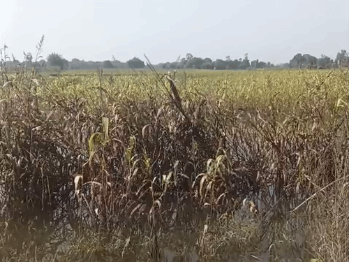 10 गांवों में बाढ़ का पानी तेजी से घुसा, 1200 बीघा फसल पानी में डूबकर बर्बाद हो गई है।