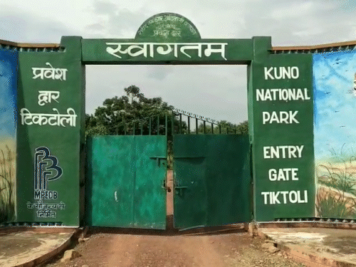 कूनों में अब कुल चीतों की संख्या 60 हुई।
