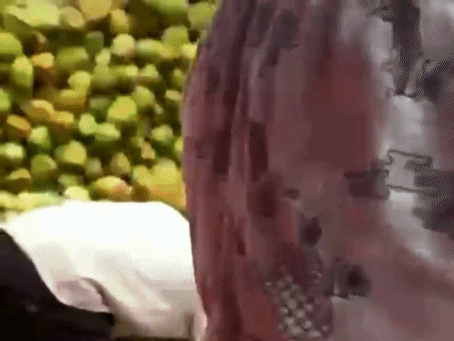 वेस्टइंडीज टीम की नारियल पानी की विशेष मांग।