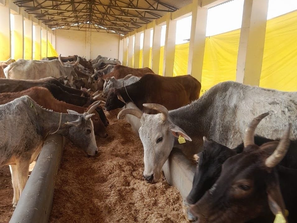 रमेश बाबा की माताजी गौशाला में 50 हजार से ज्यादा गौवंश है