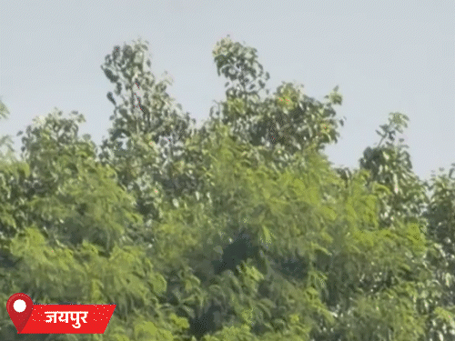 3 डिग्री तक गिर सकता है तापमान; दिन में तेज गर्मी, रात में ठंडक बढ़ी|जयपुर,Jaipur - Dainik Bhaskar