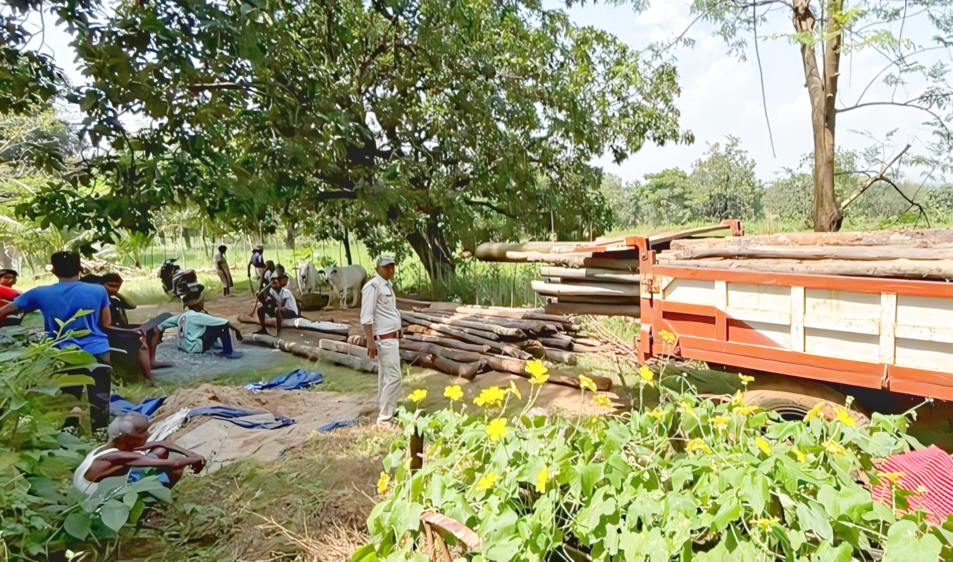Even after a week of felling of 199 trees, the Forest Department could ...