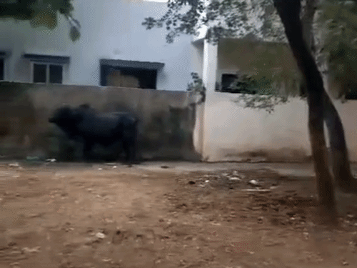 वन विभाग की टीम ने सांड को ट्रैक्विलाइज किया।