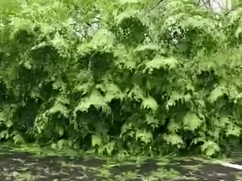 होशियारपुर-टांडा रोड पर गिरे पेड़।