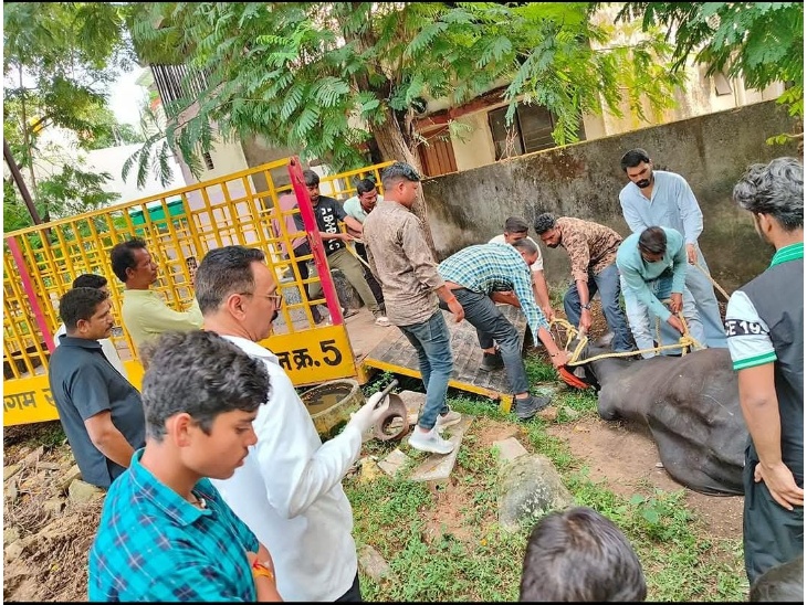 वन विभाग की टीम ने ट्रैंक्विलाइजर डार्ट से सांड को बेहोश किया।
