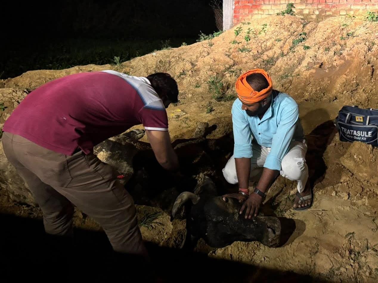 Meerut-Badaun Road Accident | Injured Cow Rescued by Shivam Shikarpuriya