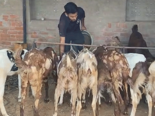 संदीप के पास शुरुआत में केवल पांच बकरियां थी। स्टार्टअप को आगे बढ़ाने के लिए अपने साथ किसानों को जोड़ा।